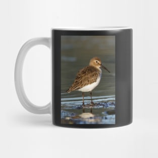 Dunlin Shorebird Mug